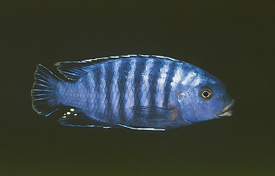 Petrotilapia sp. 'likoma barred' Ndumbi Rocks